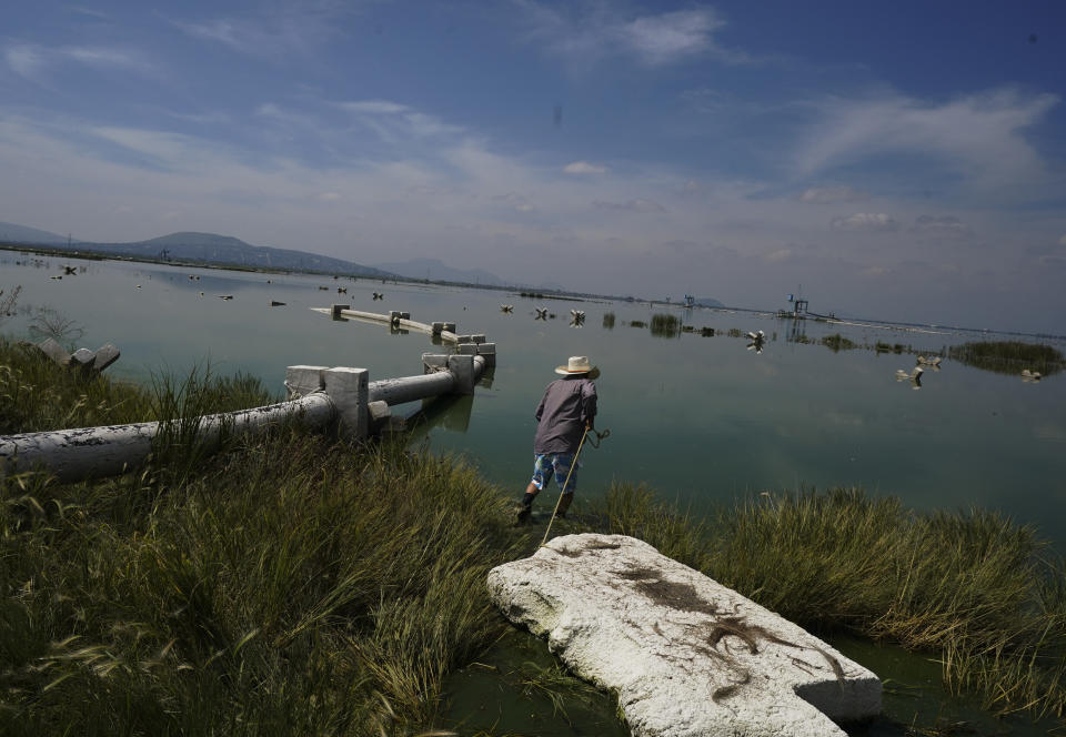 Juan Hernandez enters Lake Texcoco to collecting ahuautle, also known as the Mexican caviar, near to Mexico City, Tuesday, Sept. 20, 2022. Hernandez wades through the calf-high waters towards the pine branches he had poked into the muddy lakebed the week before, where the bird-fly bugs deposit their eggs he collects. (AP Photo/Fernando Llano)
