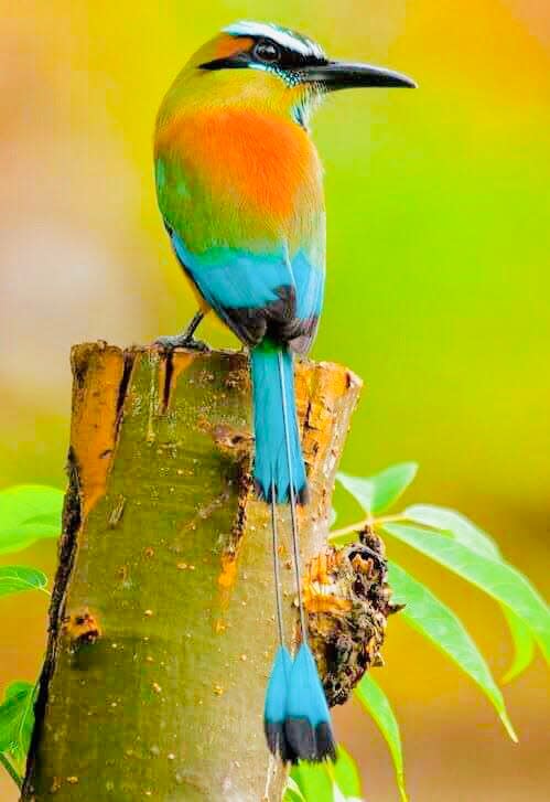 The Turquoise-browed Motmot comes in a color scheme of a mostly green body with hues of orange, yellow, along with its distinctive, turquoise and black tasseled tail is up to a foot long.