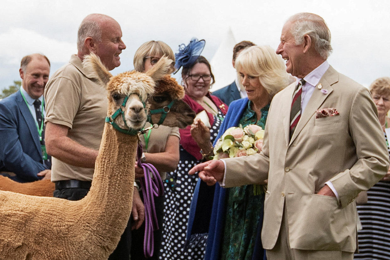 Britain's King Charles III and Britain's Queen Camilla meet livestock and their owners at Theatr Brycheiniog on July 20, 2023 in Brecon, south Wales. Their Majesties The King and Queen will meet members of the local community and celebrate the local volunteering and public service sector at Theatr Brycheiniog. (Photo by JOANN RANDLES / POOL / AFP) (Photo by JOANN RANDLES/POOL/AFP via Getty Images)