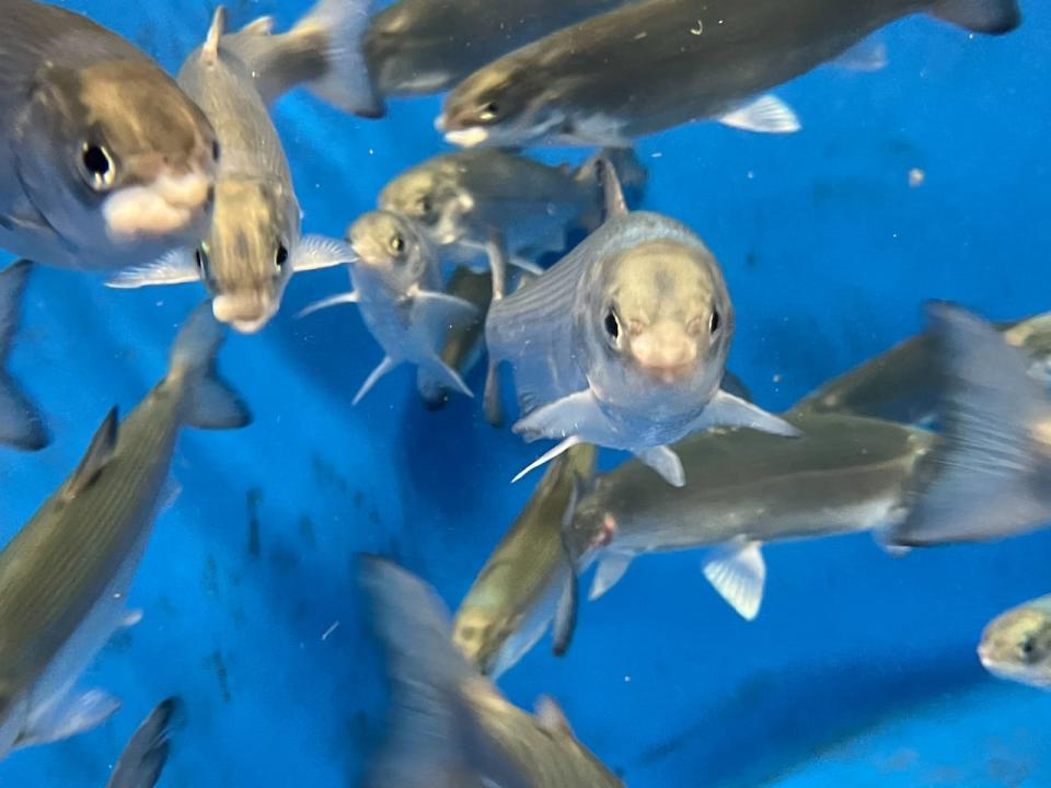 Atlantic whitefish, a salmon relative on the brink of extinction, grown to spawning age in the laboratory for later reintroduction to lakes near Bridgewater, N.S. 