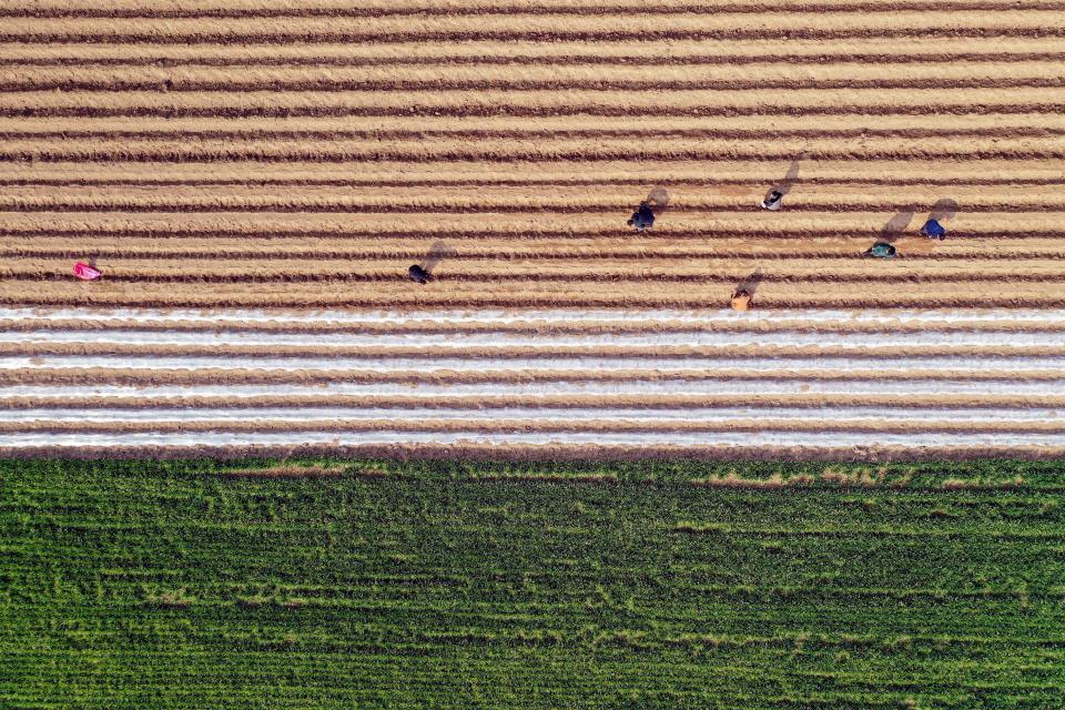 An aerial view shows farmers working in a herb field in Bozhou in China's eastern Anhui province on March 6, 2019. (Photo by STR / AFP) / China OUT        (Photo credit should read STR/AFP/Getty Images)