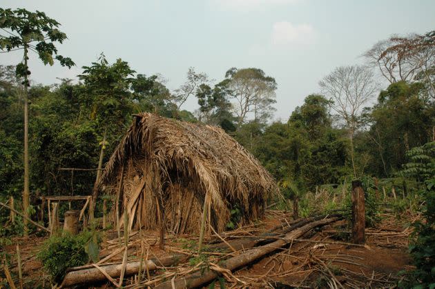 One of the man's straw huts is seen in a clearing he made. (Photo: copyright - J Pessoa Survival International)