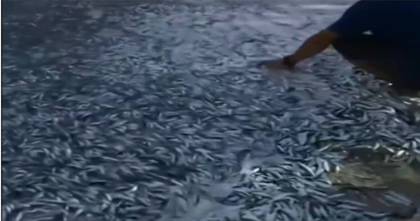 在地震前的1月7日，當地人在海灘上發現了有成堆的沙丁魚被沖上岸。（圖／X）
