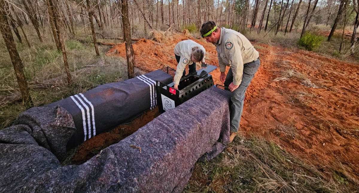 Deployment in Australian forests to capture one of the rarest mammals in the world