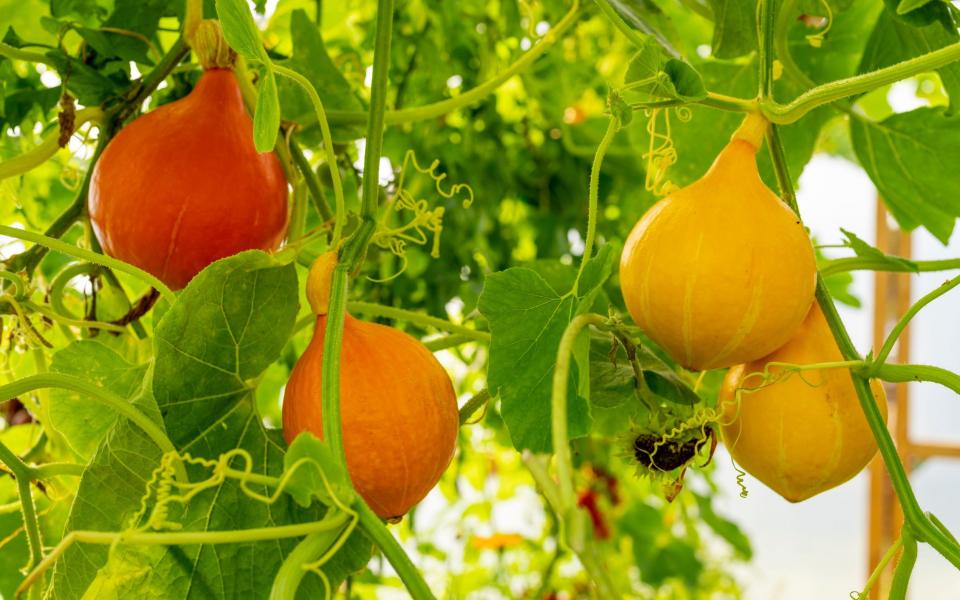 Squash growing in polytunnel - Andrew Crowley