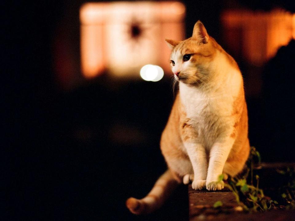 PHOTO: Stock photo of a house cat sitting on a ledge. (STOCK PHOTO/Getty Images)