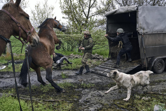 Ukrainian soldiers and volunteers try to load horses into a truck to evacuate them from an abandoned horse farm in war-hit Avdiivka, Donetsk region, Ukraine, Tuesday, April 25, 2023. (AP Photo/Libkos)