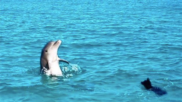 The dolphin can be seen spyhopping in the majestic green waters. Photo: Instagram