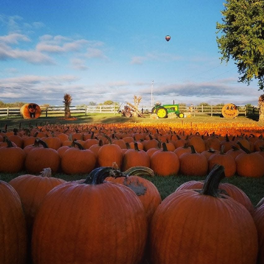 Pumpkins are ready for people to choose from at Schuett Farms in Mukwonago.