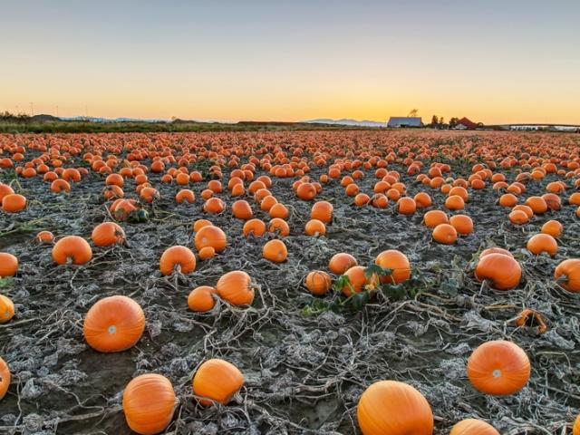 pumpkin patch baltimore md