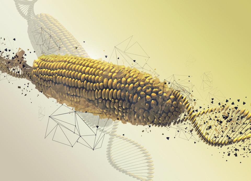 Genetically modified corn on the cob, illustration.