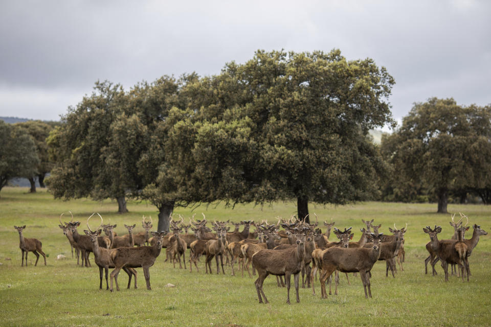 In this April 10, 2019 photo, deers graze at Lagunes ranch, central Spain. Spanish politicians are swapping campaign buses for tractors, buddying up with hunters and inspecting home-grown tomatoes in Spain’s often-neglected rural regions as they hunt for votes in Sunday’s general election.(AP Photo/Bernat Armangue)