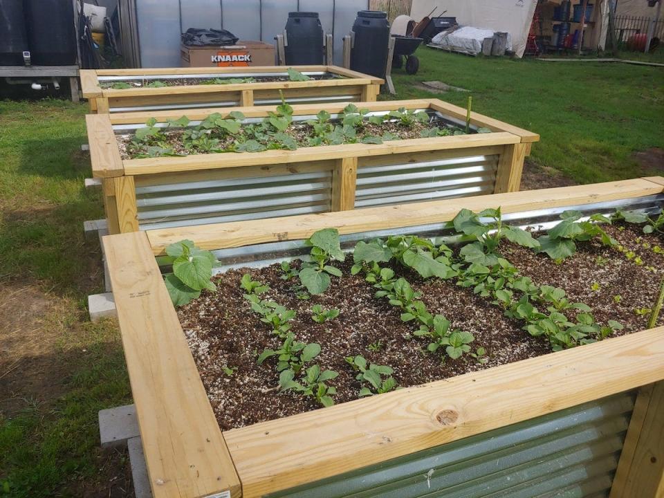 Three raised garden beds with wood trim and corrugated metal sides.