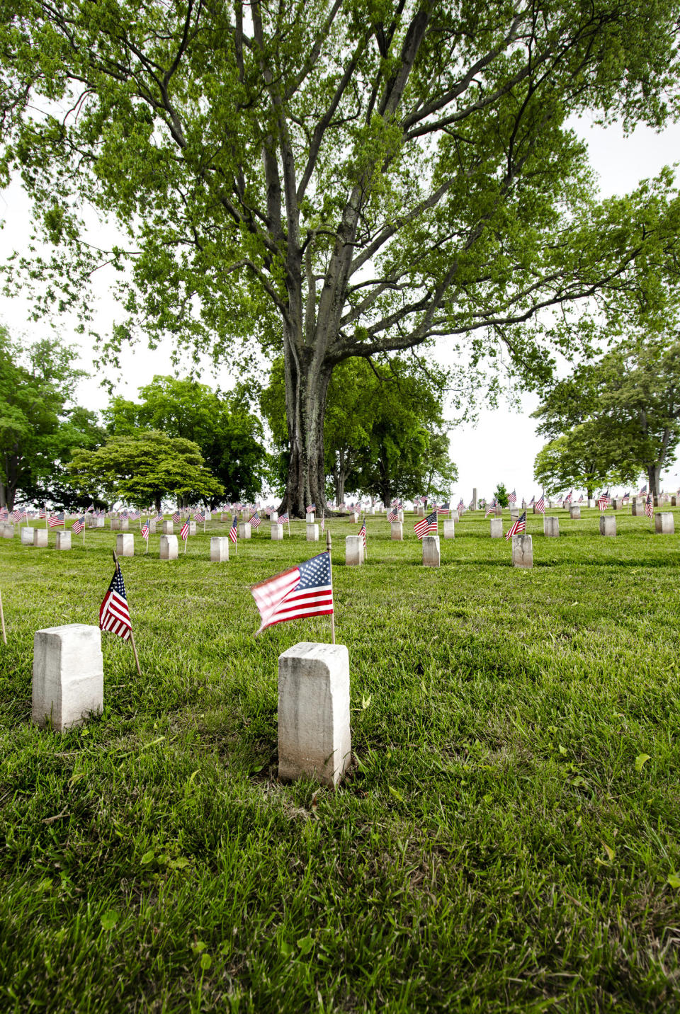 veteran graves with american flags