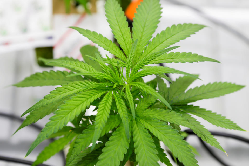 FILE PHOTO: A small marijuana plant grows in a lab at the new Commercial Cannabis Production Program at Niagara College in Niagara-on-the-Lake, Ontario, Canada, October 9, 2018. Picture taken October 9, 2018. REUTERS/Carlos Osorio/File Photo