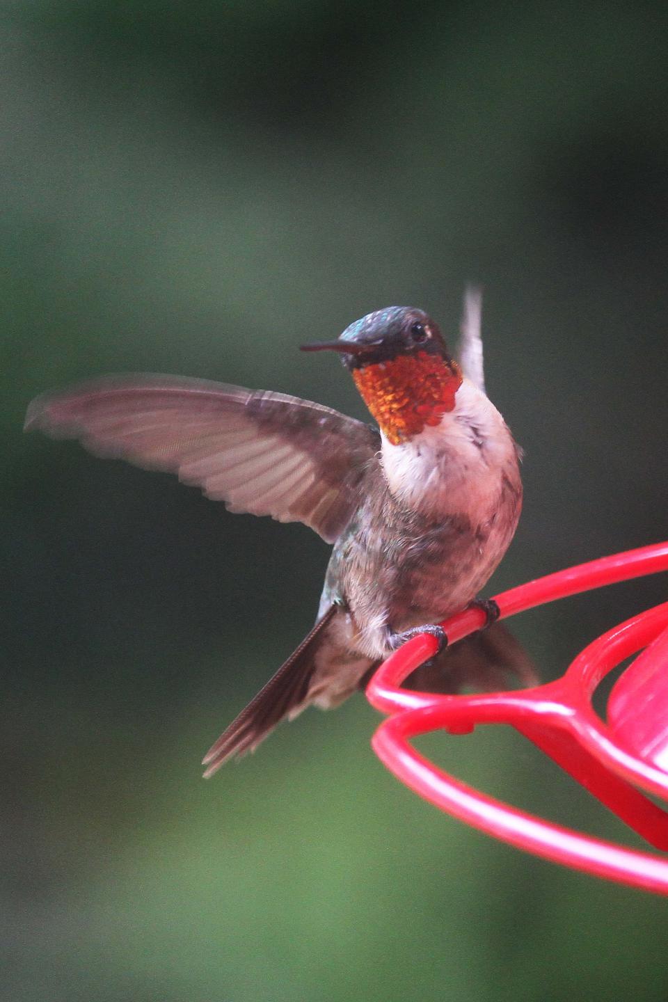 Ruby-throated hummingbirds are the most common species to see in Ohio. During spring migration, males arrive to their new territory first, followed by females.