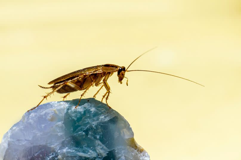 Cockroaches in Spain are becoming increasingly able to resist pest control methods