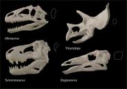 Skulls of different dinosaurs showing variation in eye socket shape