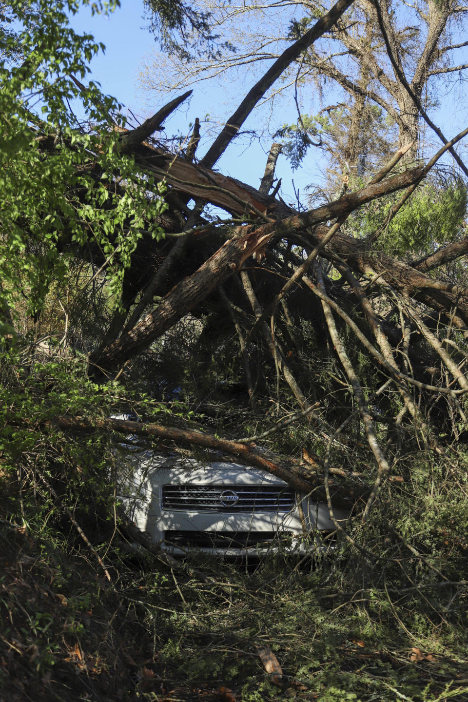 A car parked along Lynda Circle in Red Bank, Tenn. is seen under a fallen tree following storms on Friday, March 3, 2023.(Olvia Ross/Chattanooga Times Free Press via AP)