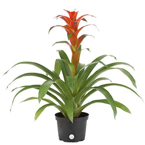 24) Bromeliad Indoor Tabletop Plant