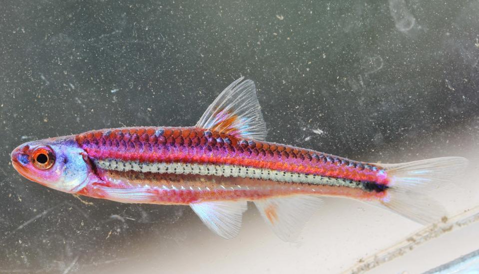 Small, colorful fishes such as darters and this rainbow shiner have their highest biodiversity in the rivers of Alabama and other southeastern states.
