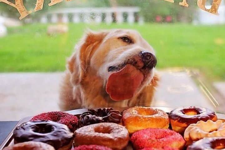 can dogs die from eating donuts