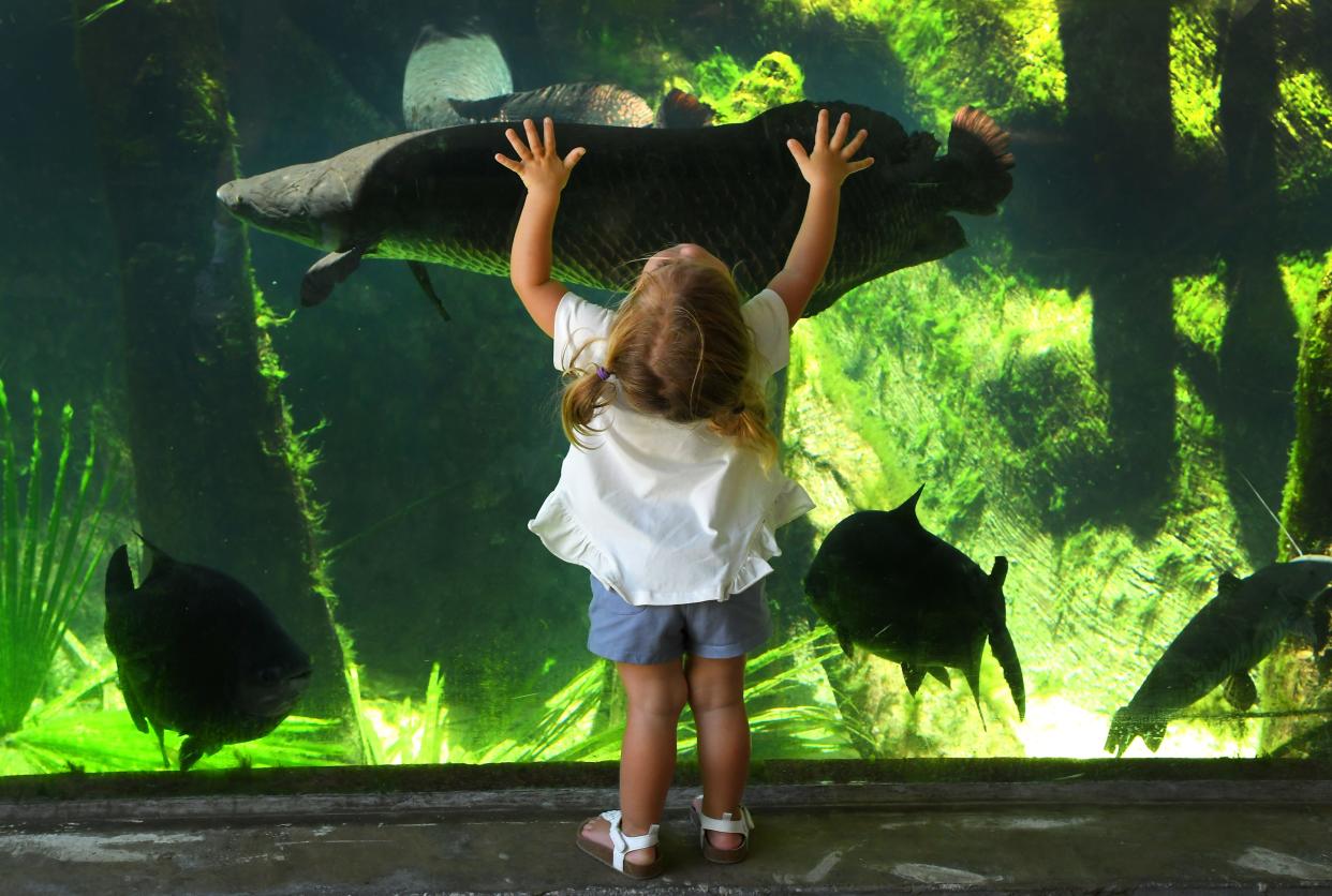 Tim Shortt's picture of two-year-old Aria Dodd at the “River Monsters” aquarium at the Brevard Zoo in Viera won an SPJ Sunshine State Award on Saturday