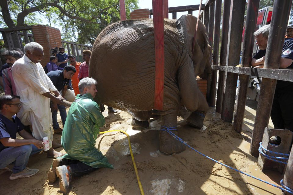 Veterinarians from the global animal welfare group, Four Paws, conduct a medical check-up of an elephant named "Noor Jehan" at Karachi Zoo, in Karachi, Pakistan, Wednesday, April 5, 2023. Foreign veterinarians visited the sickly elephant at the southern Pakistani zoo amid widespread concern over her well-being and living conditions. (AP Photo/Fareed Khan)