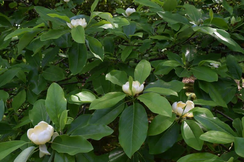 <p><a href="https://www.tnnursery.net/products/sweet-bay-magnolia?variant=44910858666282" rel="nofollow noopener" target="_blank" data-ylk="slk:Shop Now;elm:context_link;itc:0;sec:content-canvas" class="link ">Shop Now</a></p><p>Sweet Bay Magnolia</p><p>$22.99</p><p>tnnursery.net</p><span class="copyright">TN Nursery</span>