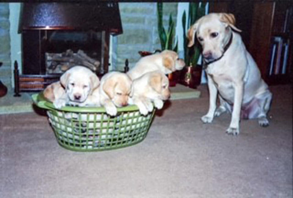 One of the family’s guide dog mums, Portia, and her pups (Collect/PA Real Life)