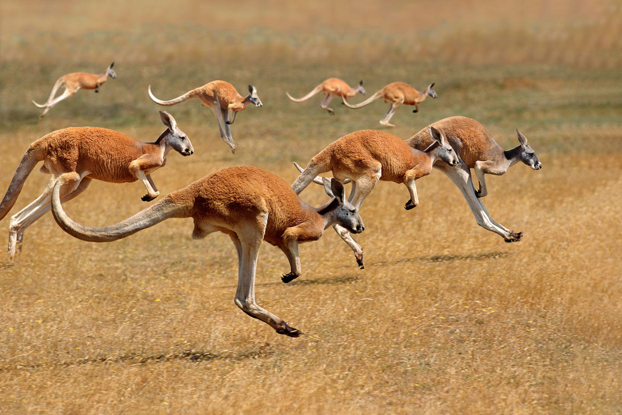 Kangaroos running 1253825174 Getty Images/slowmotiongli