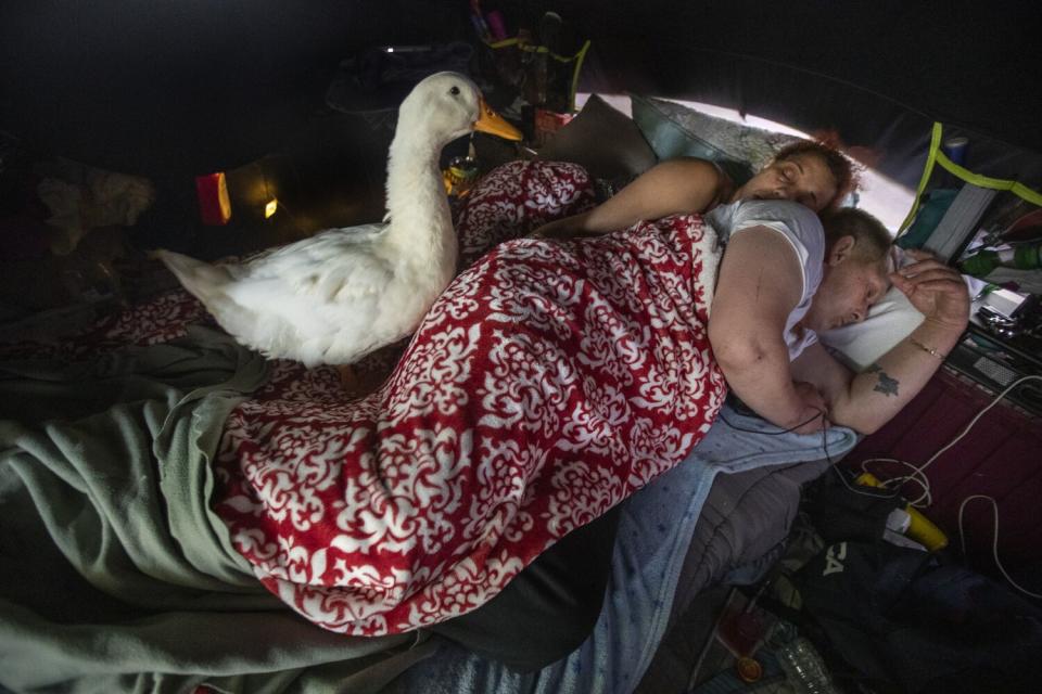 Cardi D, a male Pekin duck, sits on the bed as Autumn Mcwilliams and her boy friend, Jack sleep inside their tent