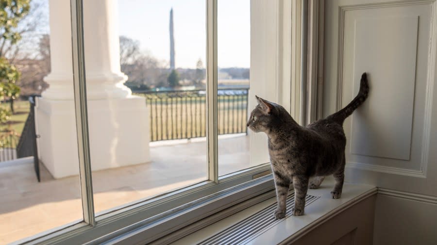 The Life of a Cat in the White House