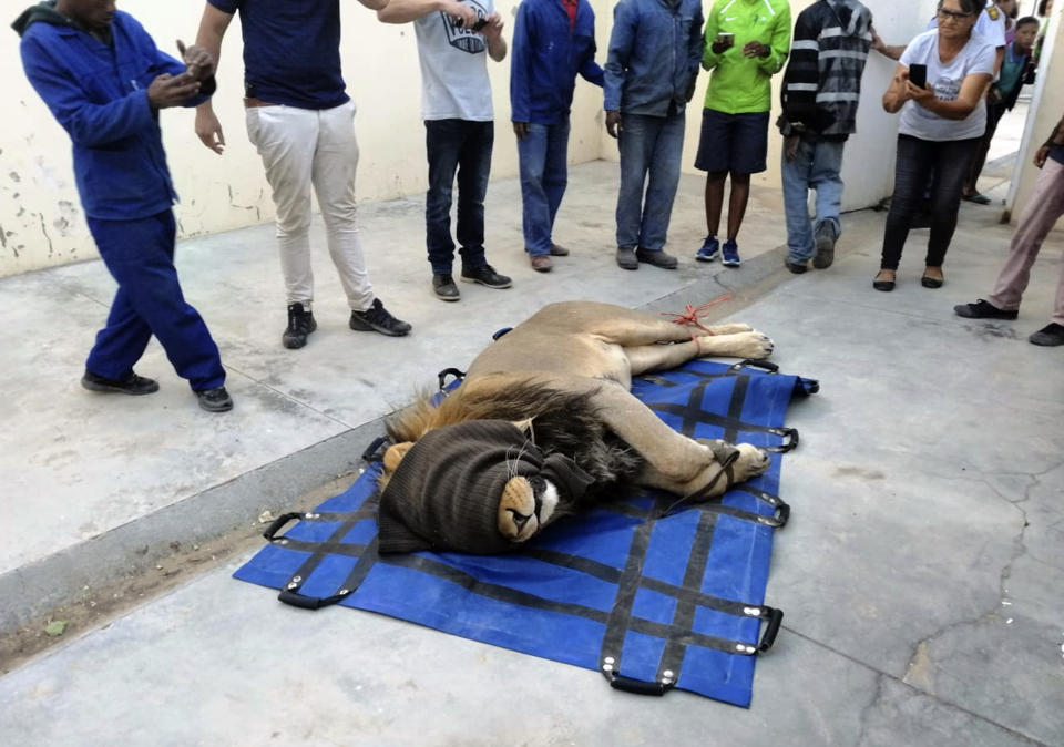 In this photo taken on Wednesday, March 13, 2019, a darted captured lion is seen in a police cell at the Sutherland, South Africa. The lion had escaped from the Karoo National Park near Beaufort West, some 320km away, a month ago after he reportedly managed to crawl underneath the park's electric fence. The lion was recaptured when four sheep and two goats were killed on a farm in the vicinity. (AP Photo)