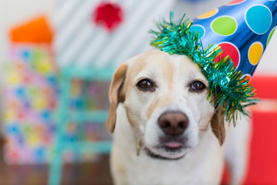 dog wearing gotcha day party hat