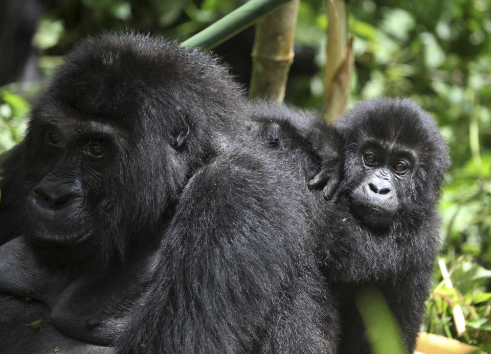 Der Östliche Flachlandgorilla ist durch Wilderei bedroht. Der Living Planet Report 2022 ist die bisher umfassendste Studie des 