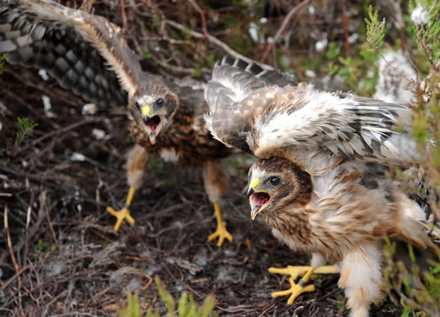 Hen Harriers