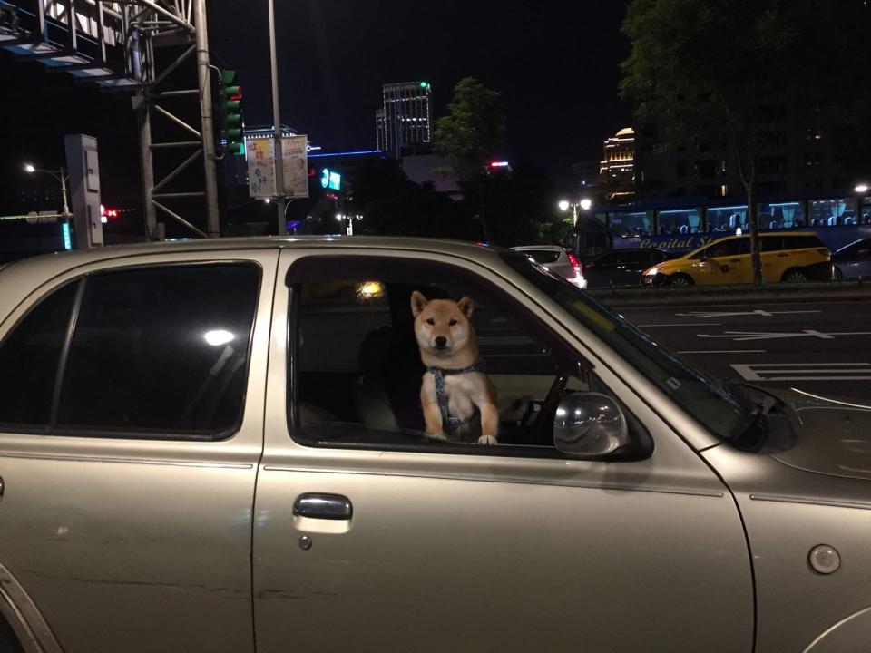 即使飼主只是暫時離開車輛，仍不應讓寵物獨留於車內。（北市動保處提供）