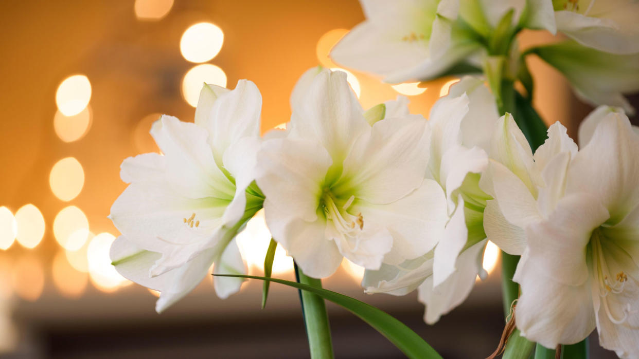  White Amaryllis 'Santiago'. 