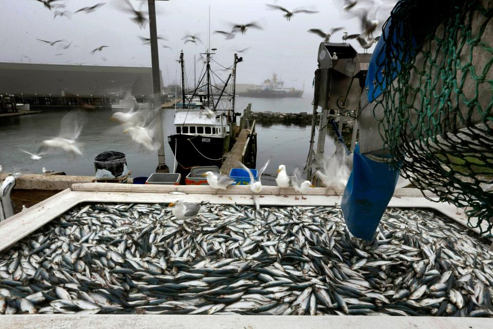 Herring are unloaded from a fishing boat in Rockland, Maine in this July 8, 2015, file photo. A group of Northeast herring fishermen are asking the Supreme Court to take on their case against industry-funded at-sea monitoring, which they say is an unlawful burden on the industry.