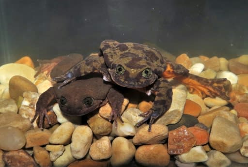 Since meeting Juliet, Romeo has also exhibited a behavior water frog experts had not encountered for this species: a performance in which he rapidly twinkles the toes of his back feet, likely intended to impress the female