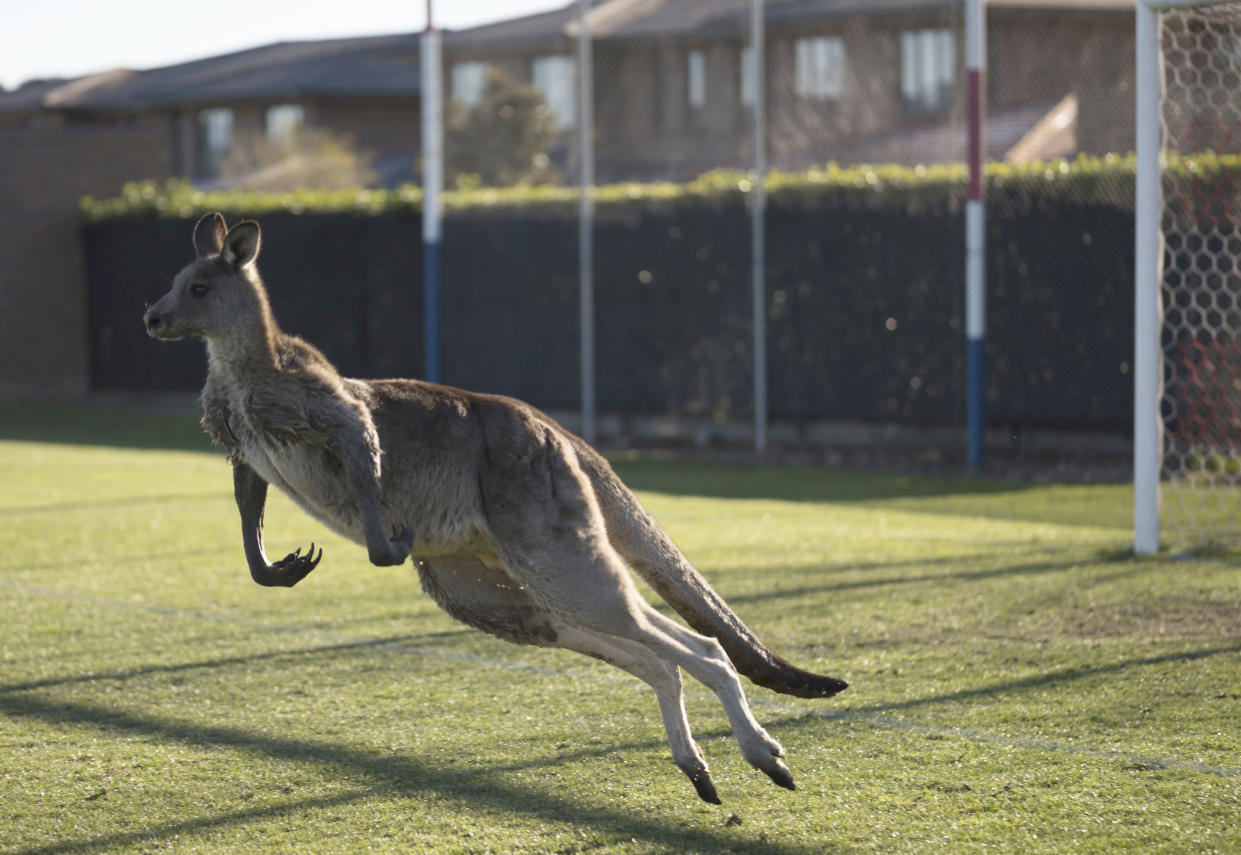 In this June 24, 2018, photo, a kangaroo interrupts the Women’s Premier League between Belconnen United and Canberra FC match in Canberra for over 30 minutes. (Lawrence Atkin/Capital Football via AP)