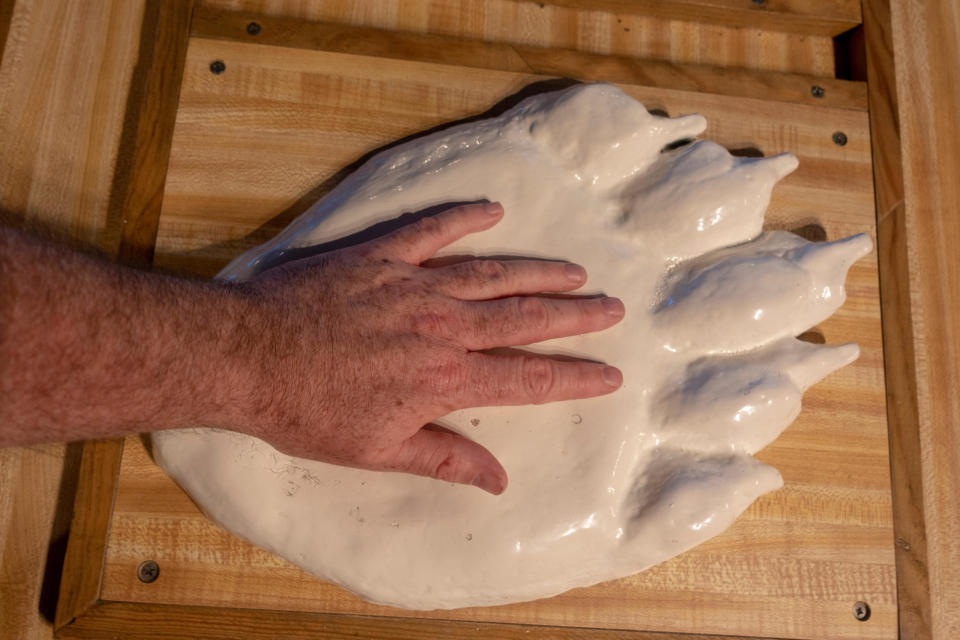 A man's hand on top of the impression of a much larger bear footprint