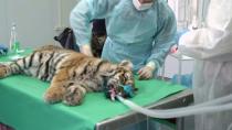 Found freezing, Russian baby tiger fights for life after surgery