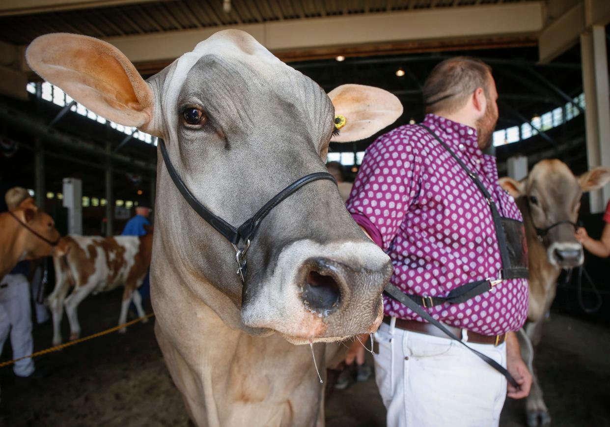 Dairy cows are lead out of the showroom after being judged on Friday, Aug. 10, 2018, during the Iowa State Fair in Des Moines.