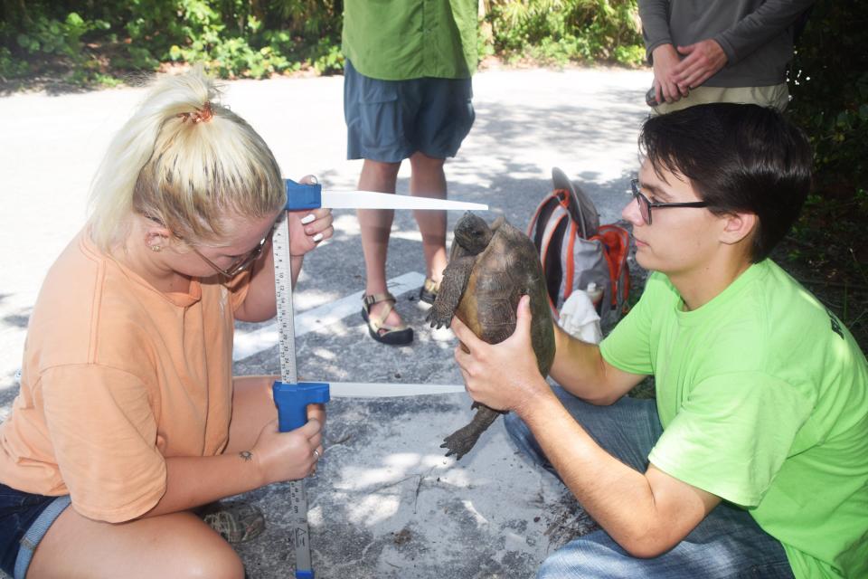 Emry Elrubaie and Hannah Vanderhei , both senior  biology majors at FGCU last year, took measurements of a gopher tortoise at Delnor-Wiggins State Park in 2021 while Phil Allman, Associate Professor of Vertebrate Zoology, recorded the data. Allman has been studying tortoises at the park for more than a decade.