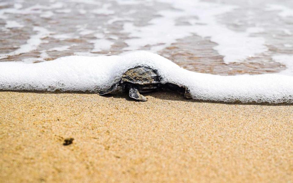 <p>The leatherback sea turtles hatch under the protection of marked nests along the beach and guests are welcome to view from a safe distance. The sex of sea turtles is determined by temperature — ones born earlier in the season during cooler temperatures tend to be male, and as it becomes warmer, more females hatch.</p>