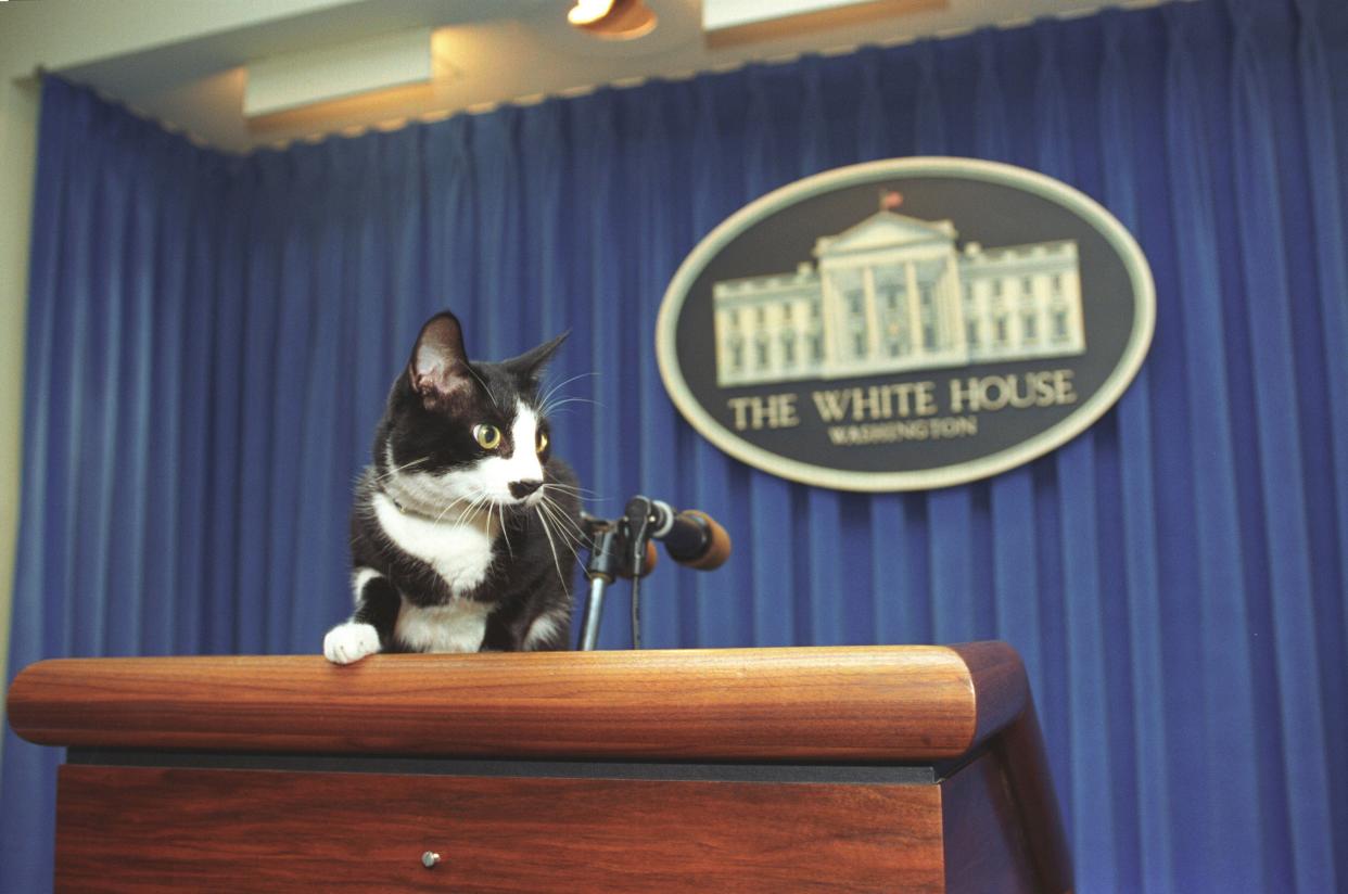 Socks the Cat in Washington, DC, on December 5, 1993. (Getty Images)