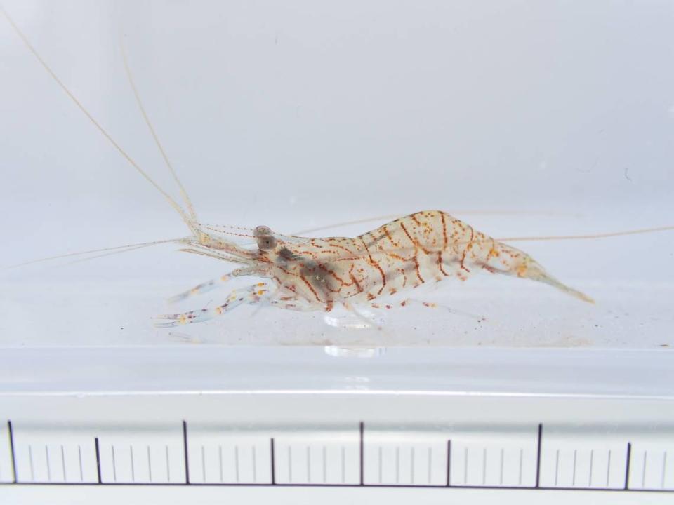 The new species is “transparent” with brown dots and lines along its body, the researchers said.