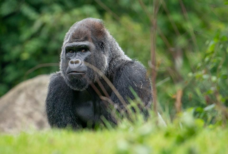 Mshindi, a newly introduced male silverback gorilla to the Detroit Zoological Society in Royal Oak, checks out his surroundings on Thursday, Aug. 24, 2023.